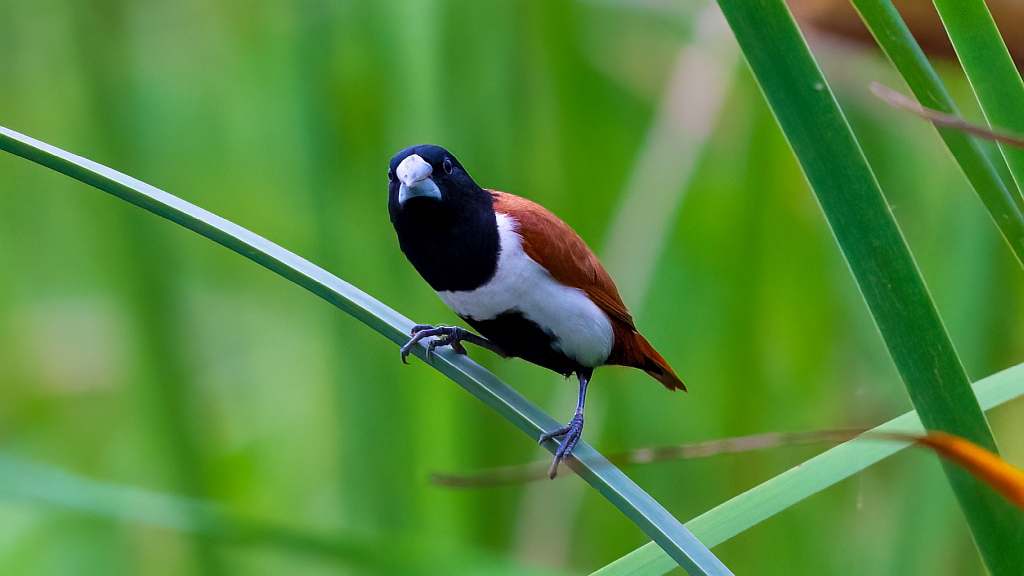 Black-headed Munia